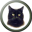 Button Linking to the Cat Portraits Page